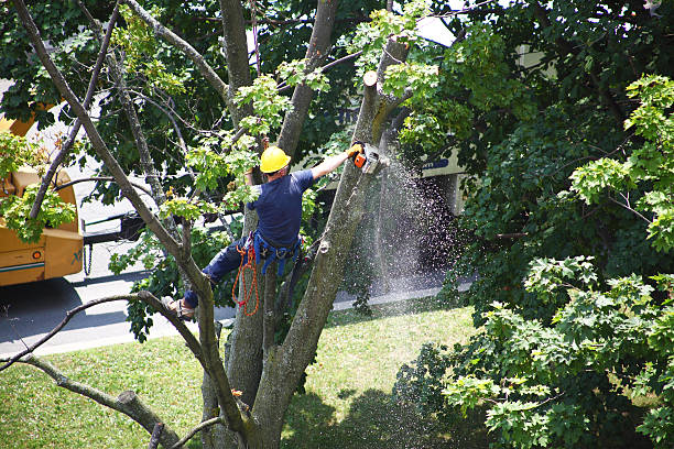 How Our Tree Care Process Works  in  Orange Lake, NY